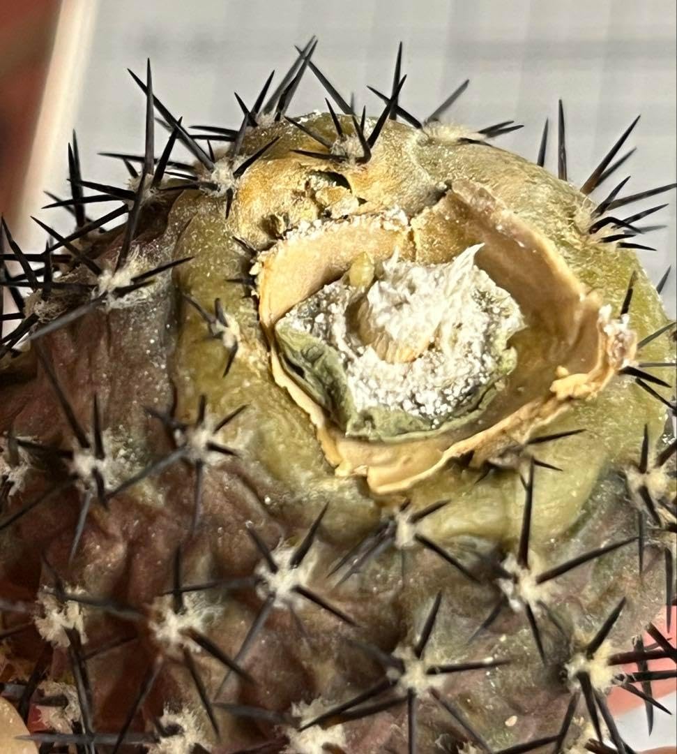 黒王丸 カキコ 子株 発根管理セット 検 サボテン 多肉植物 塊根植物